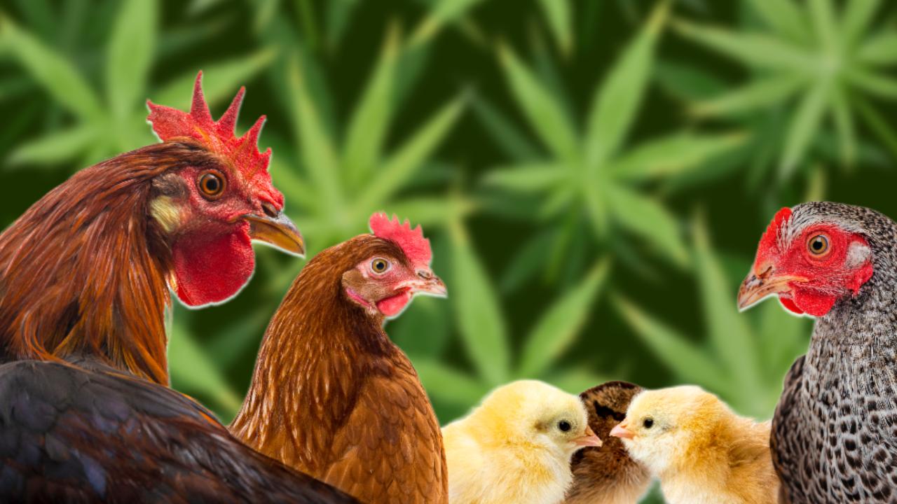 Cannabis als Hühnerfutter könnte den Antibiotika-Verbrauch reduzieren