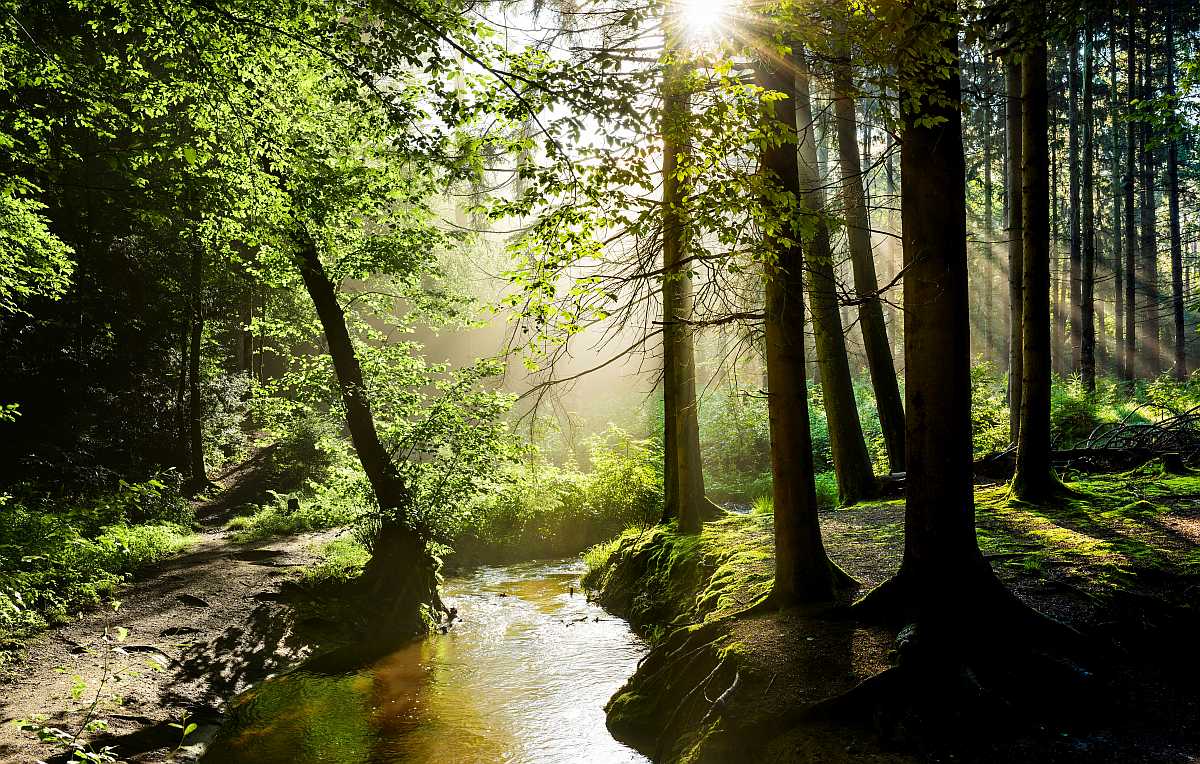 Aktuell 10,2 Millionen Hektar Waldfläche in Deutschland