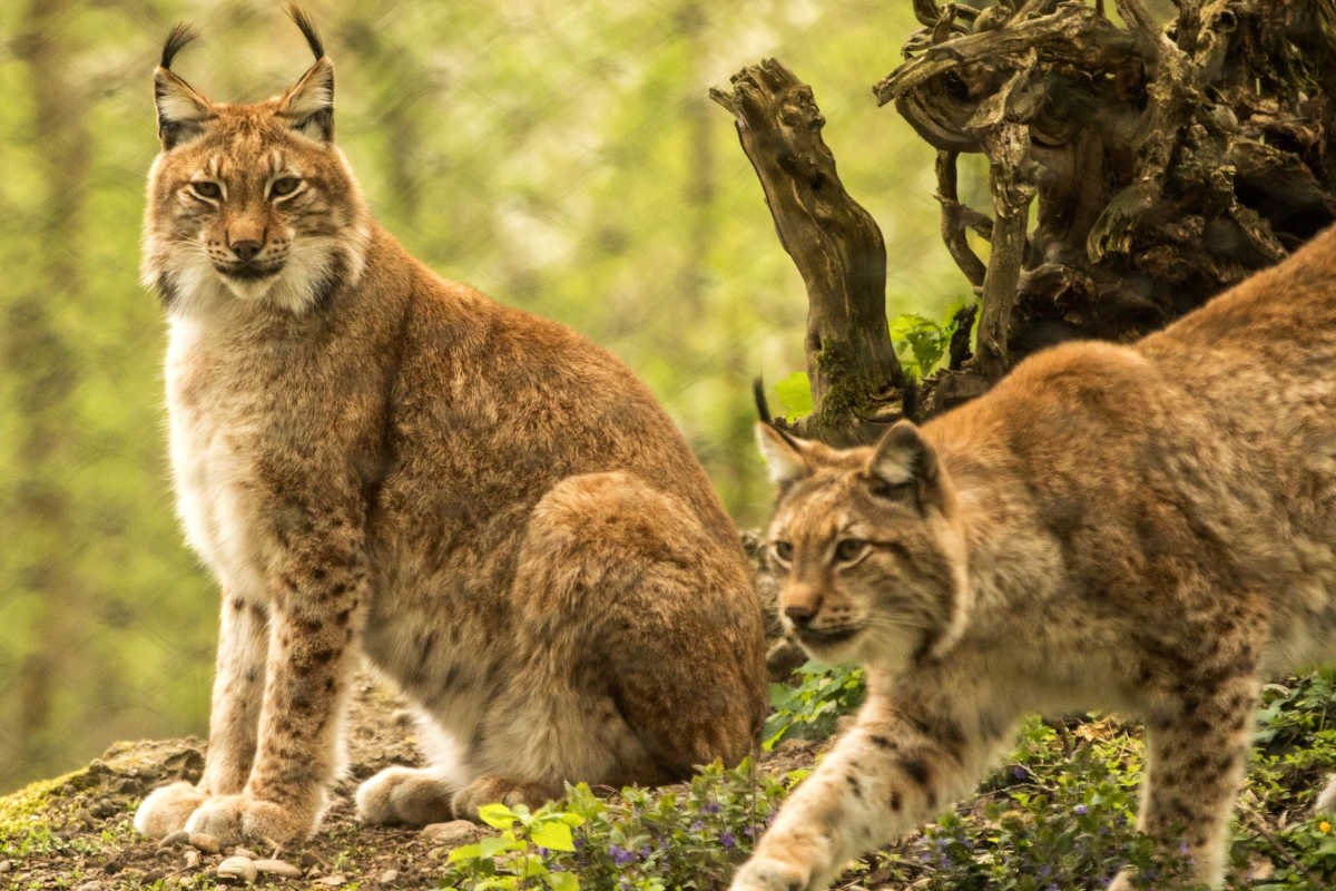 Grüner Waldkorridor für Wildkatzen in Sachsen